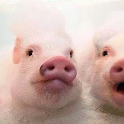 Isabelle Daza avatar